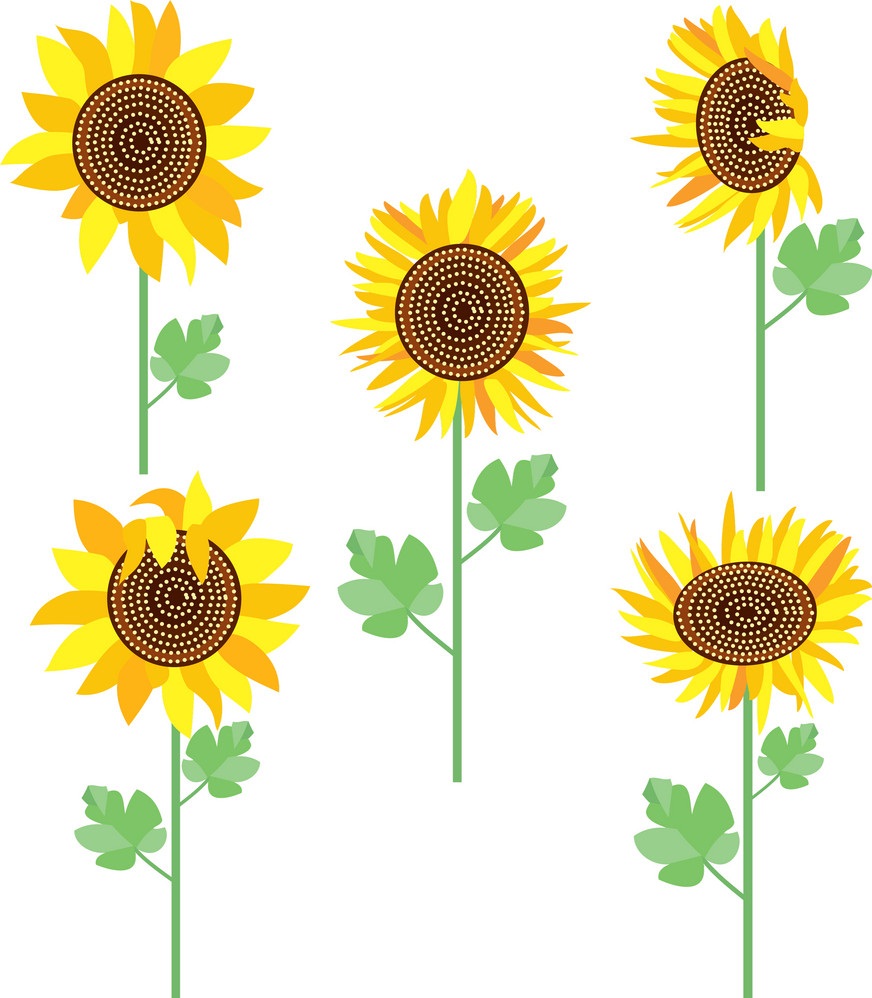 Five sunflowers