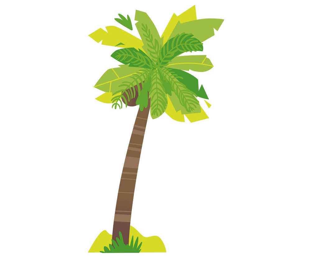 tall coconut tree