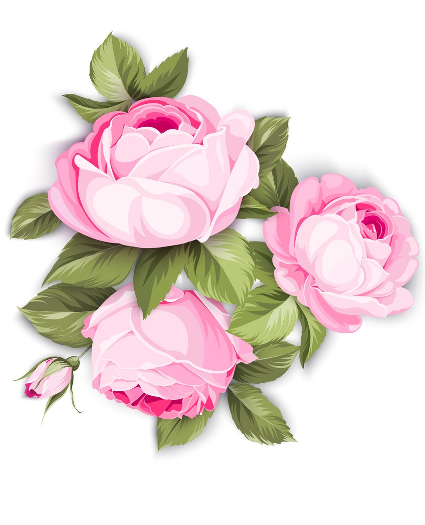 Pink Blooming Roses