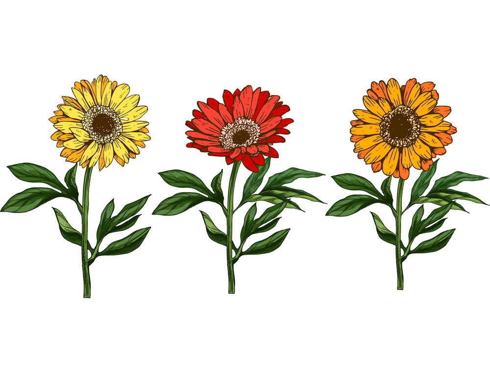 three daisies with different colors