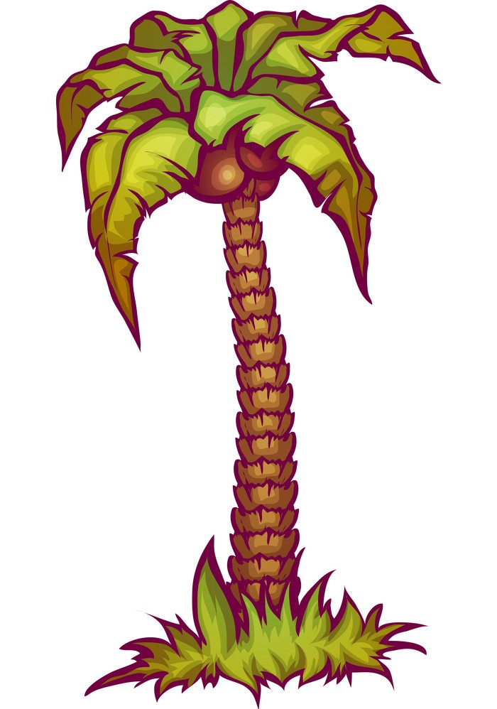 tropical coconut palm