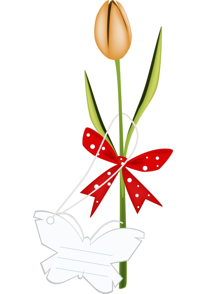 tulip with red ribbon