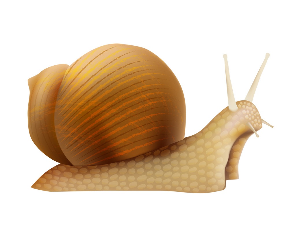 3d realistic slimy snail