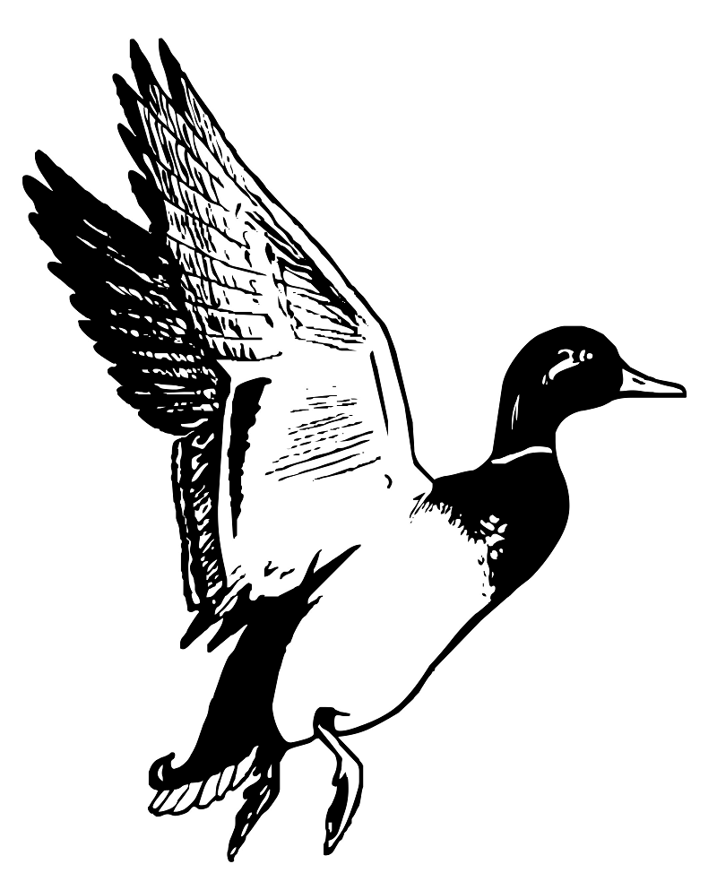 Duck Clipart Black and White 2