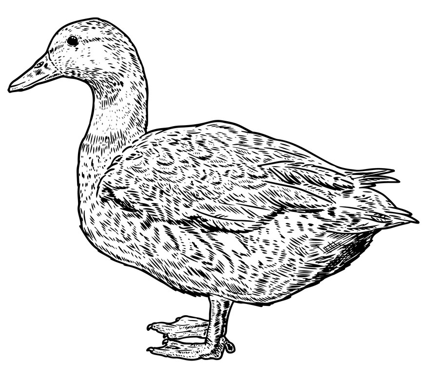 Duck Clipart Black and White 9