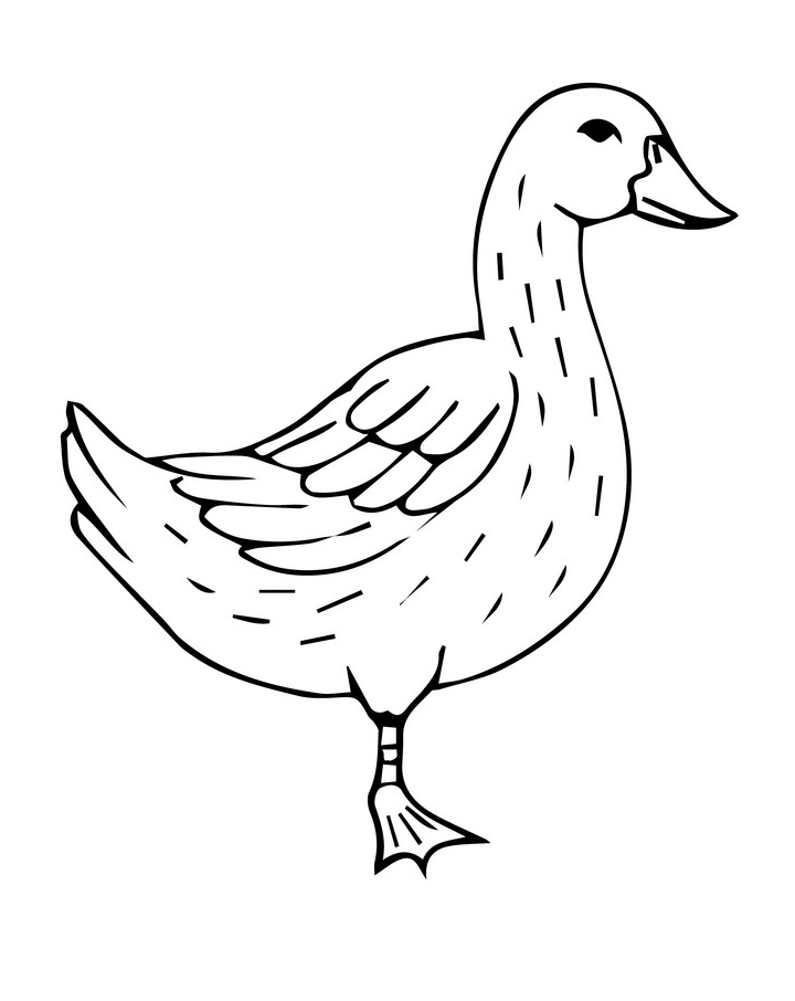 Duck Clipart Black and White png