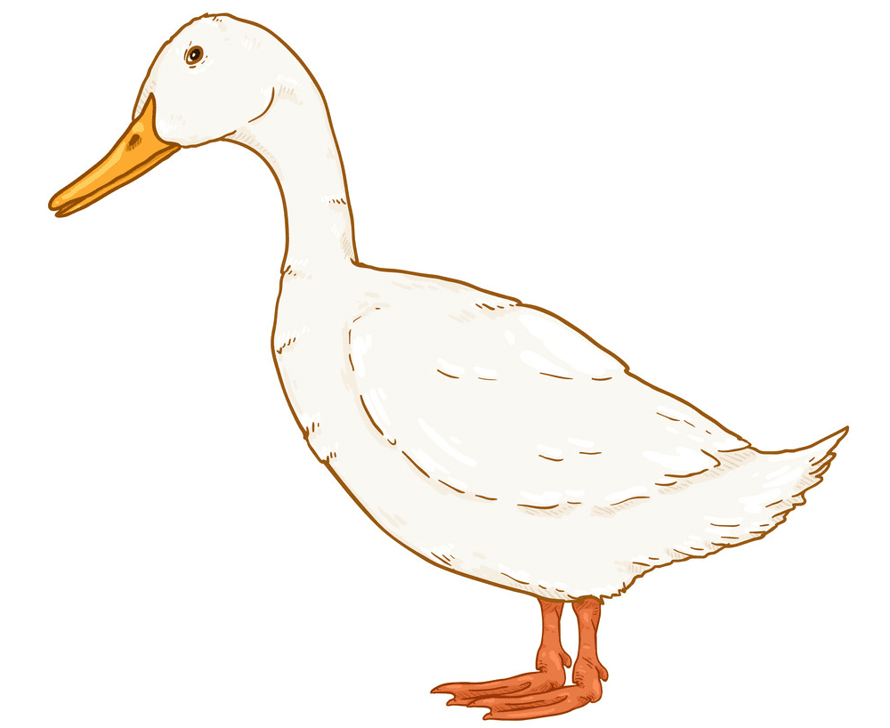 Duck clipart png