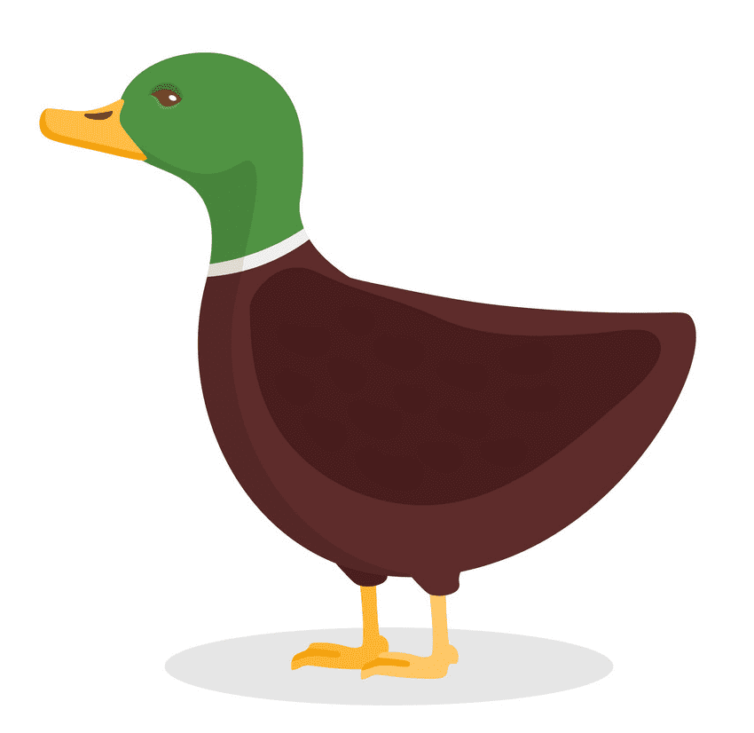 Free Mallard Duck clipart