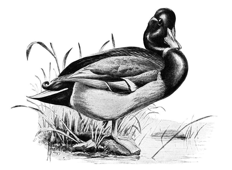 Mallard Duck Clipart Black and White