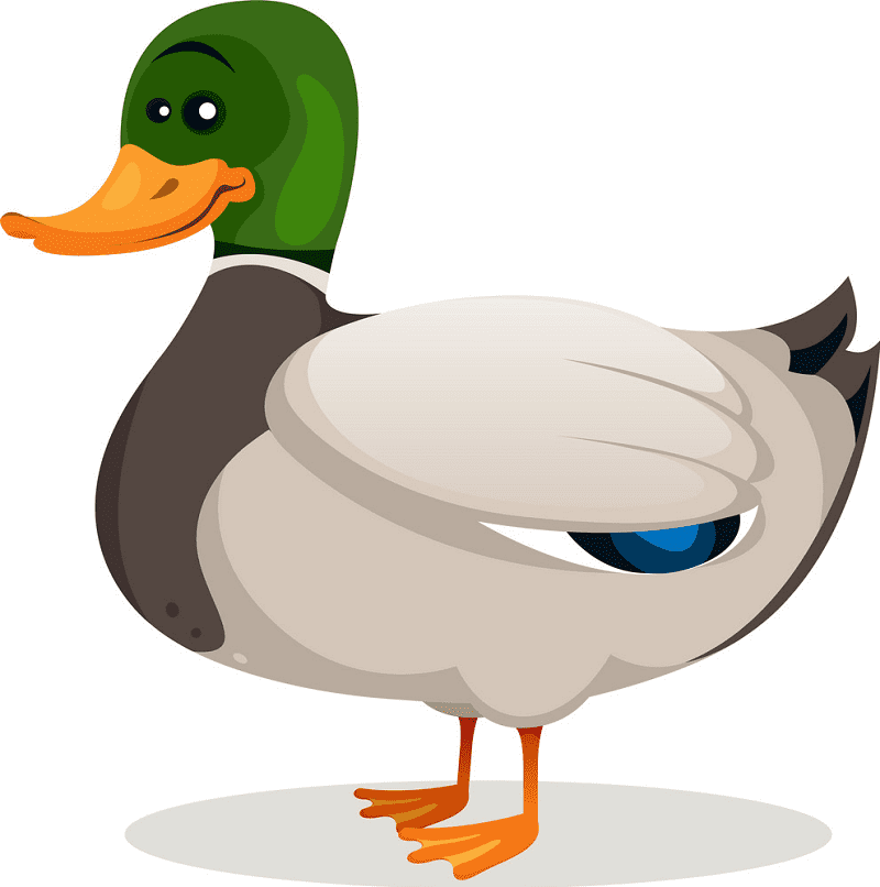Mallard Duck clipart 1