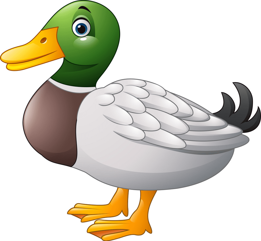 Mallard Duck clipart 2