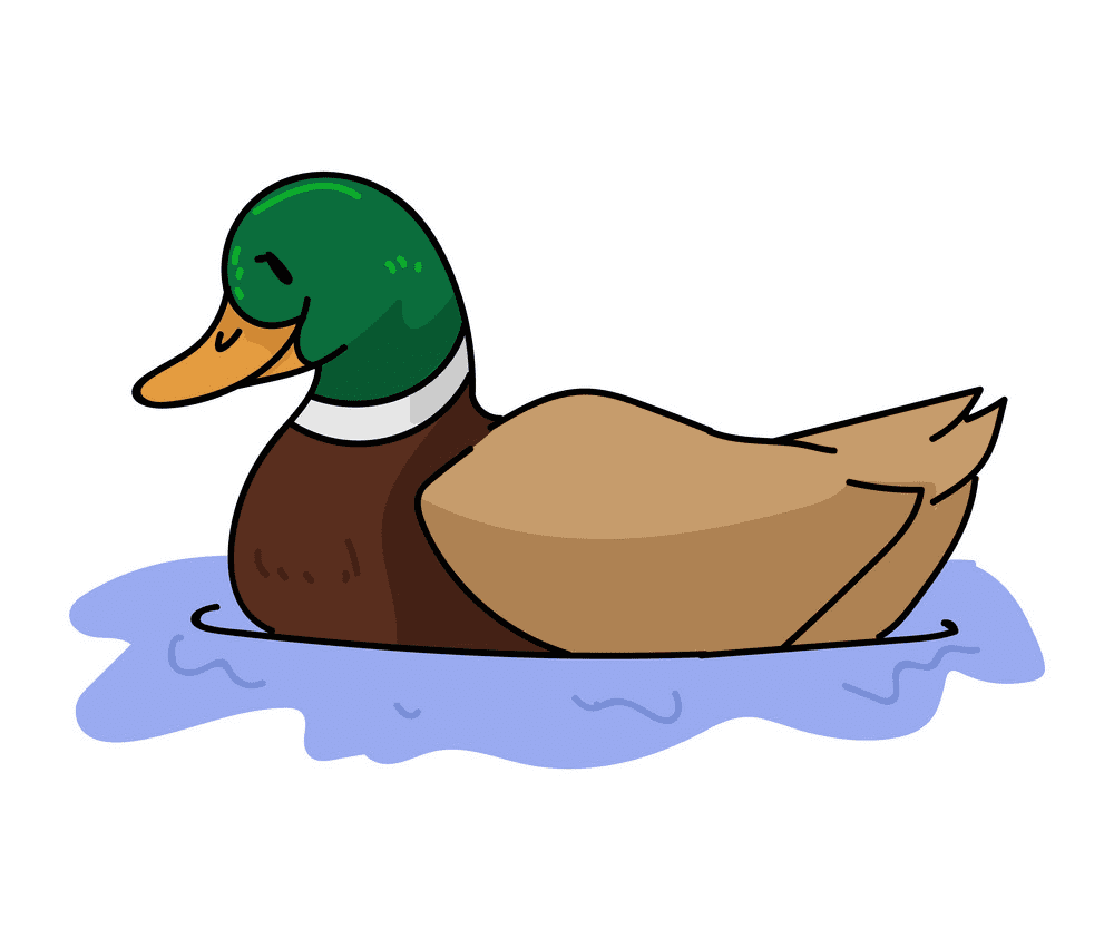 Mallard Duck clipart free