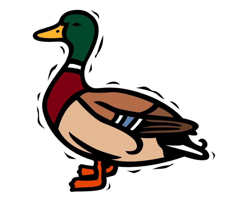 Mallard Duck clipart png image