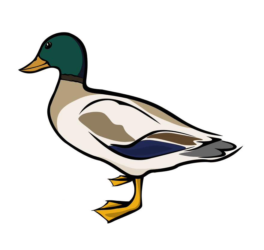 Mallard Duck clipart png