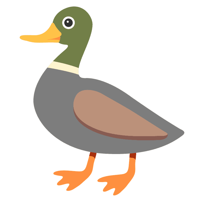 Mallard Duck clipart transparent 3
