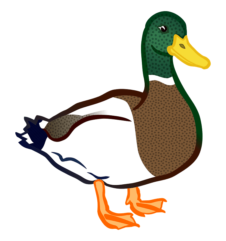 Mallard Duck clipart transparent 5