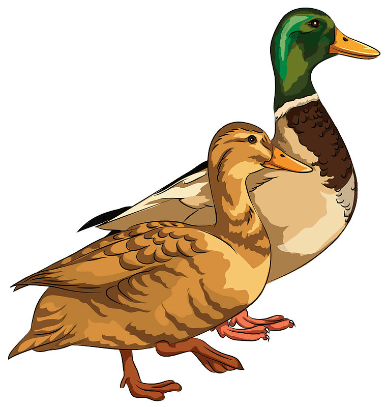Mallard Duck clipart transparent 8
