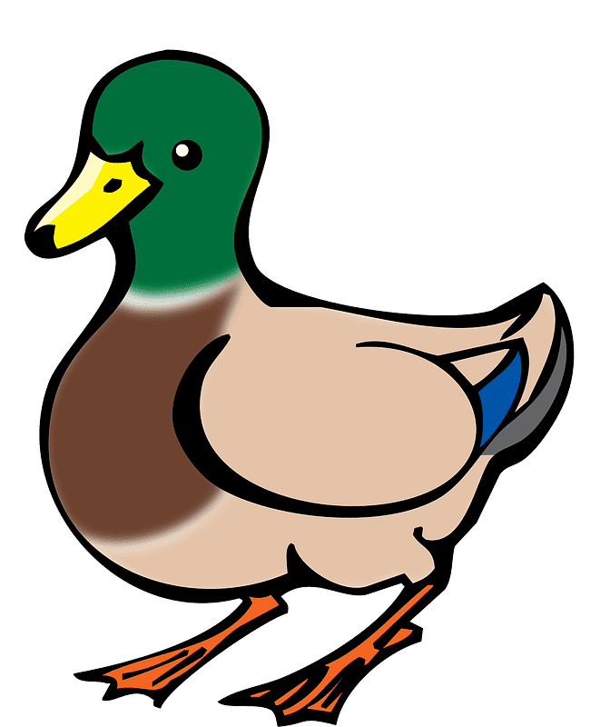 Mallard Duck clipart transparent 9