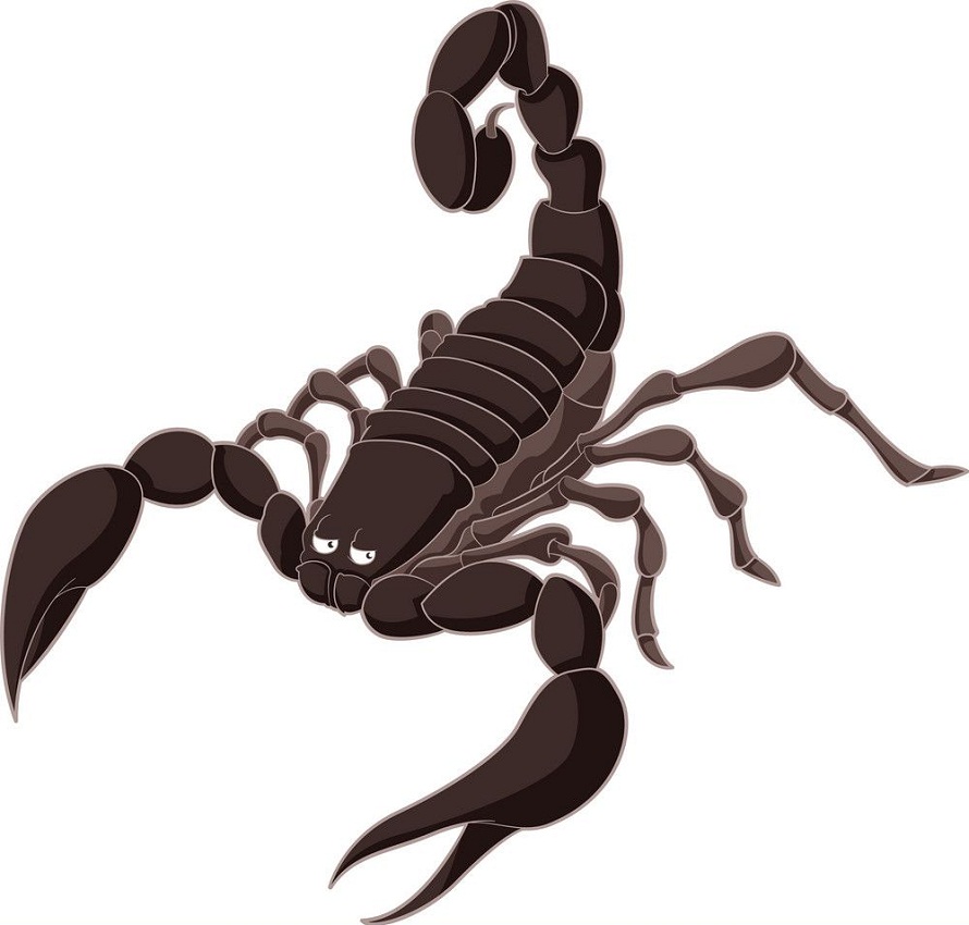 a brown scorpion