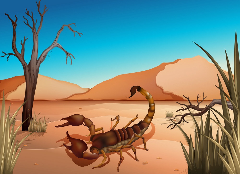 a desert scorpion