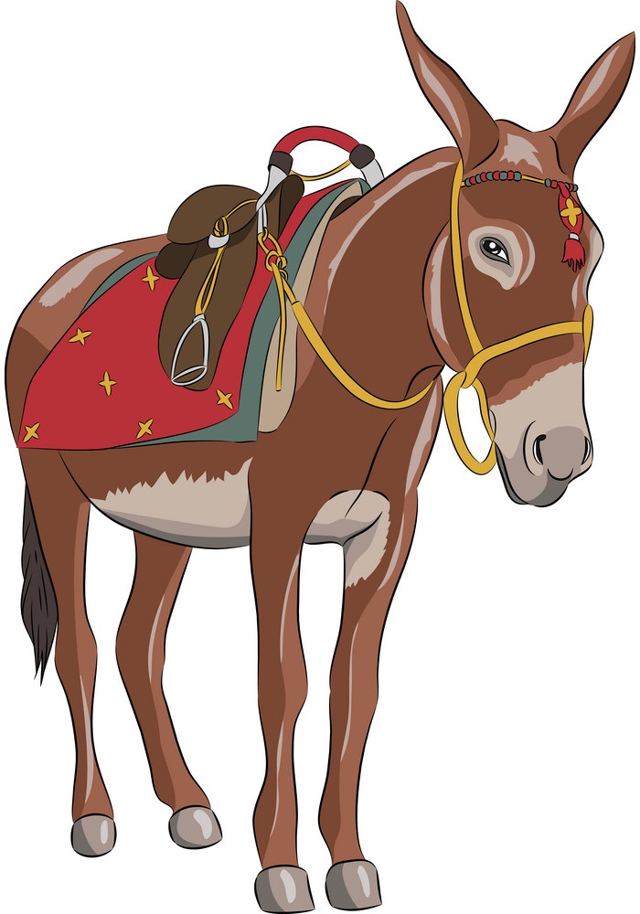 a donkey with saddle