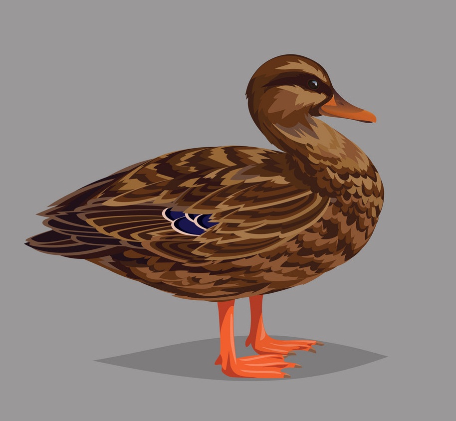 a duck on gray background