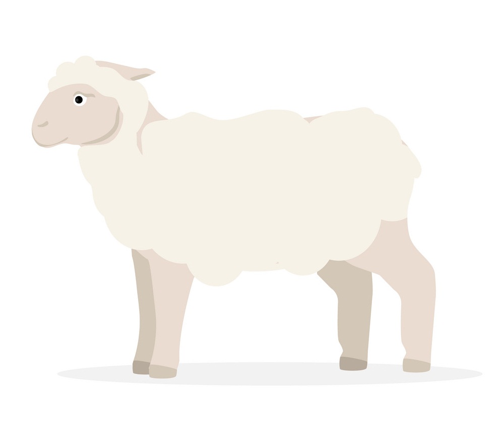 a farm sheep