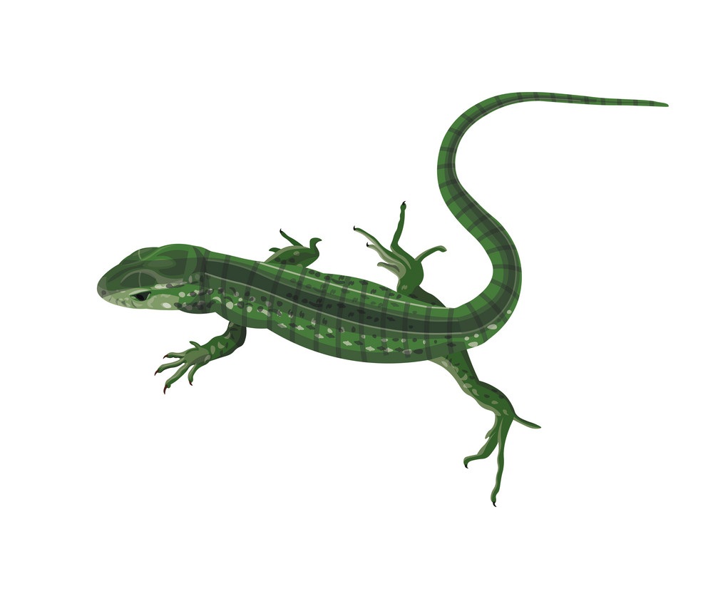 a green lizard