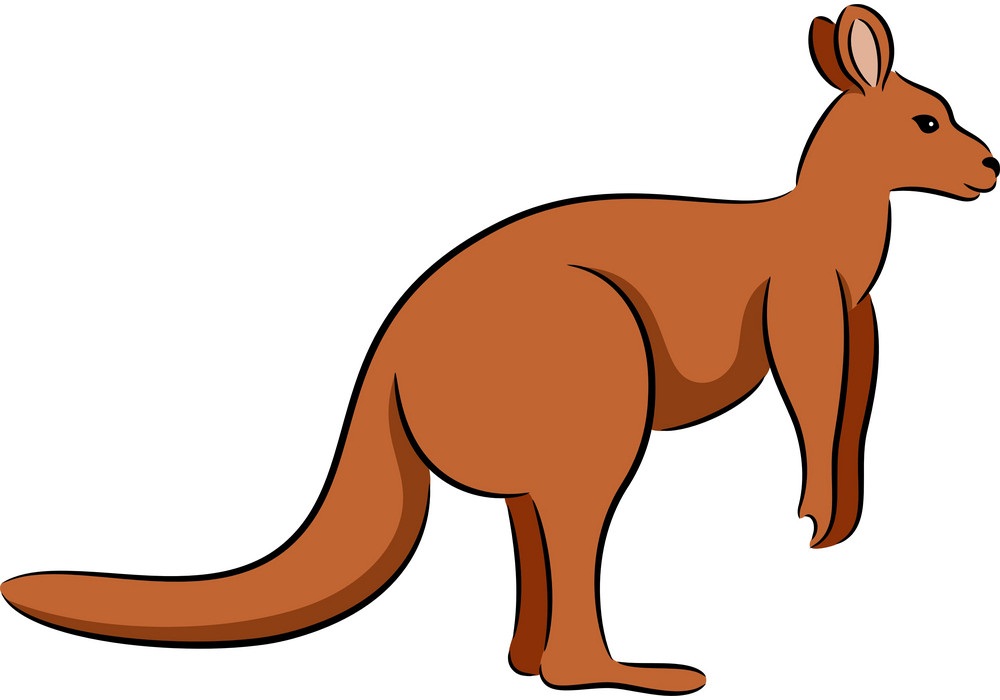 a kangaroo