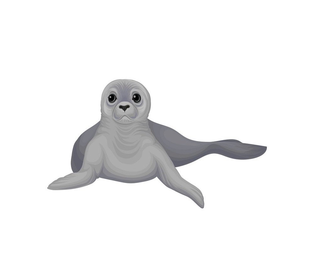a little seal