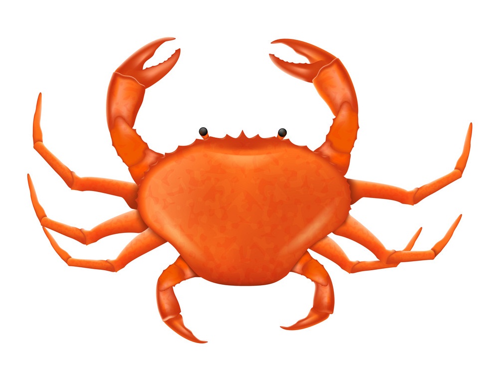a realistic crab