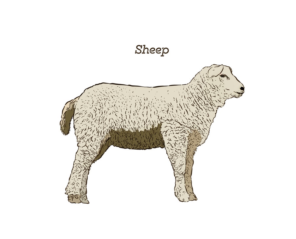 a sketch sheep