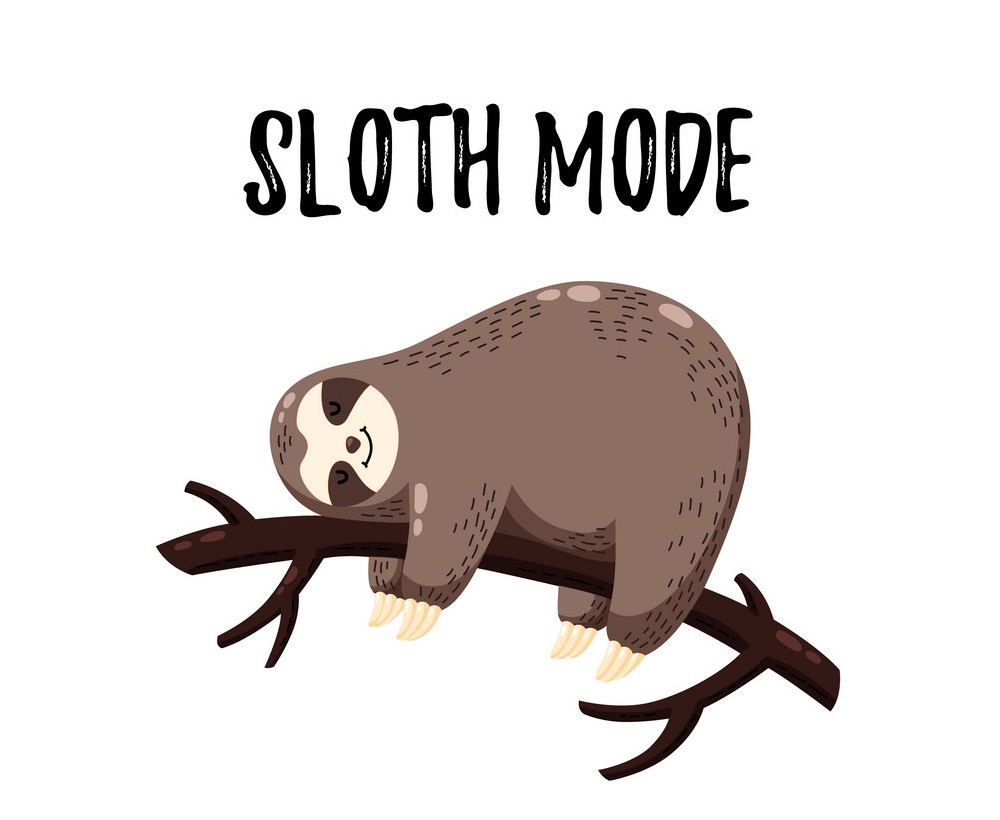 a sleeping sloth