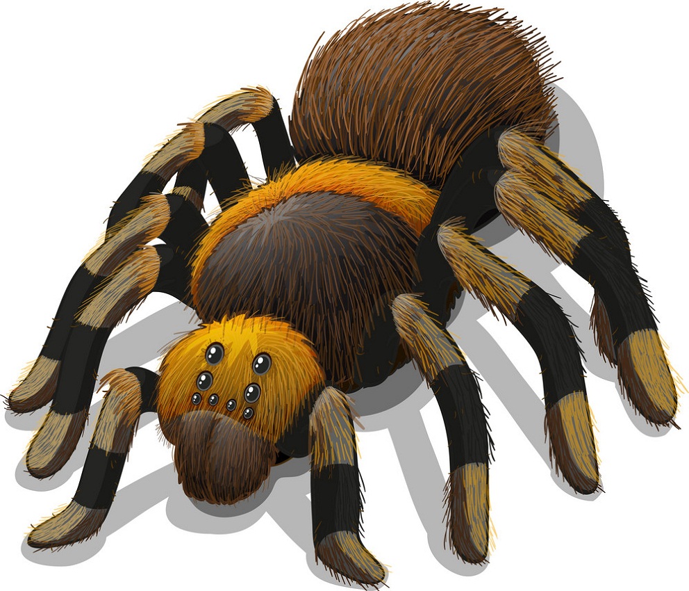 a tarantula spider