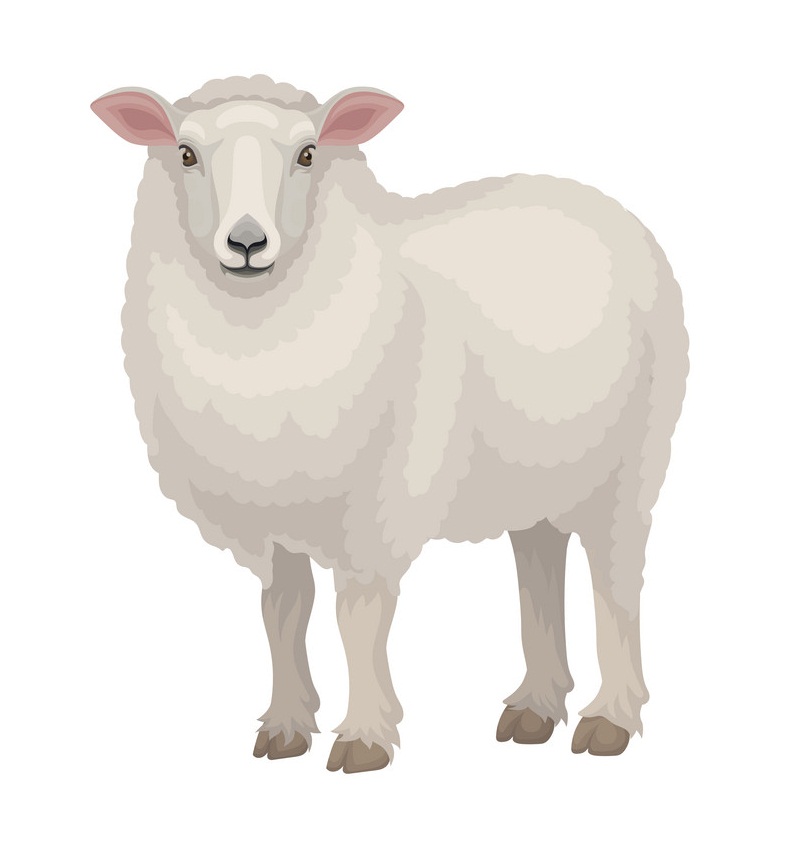 a white sheep