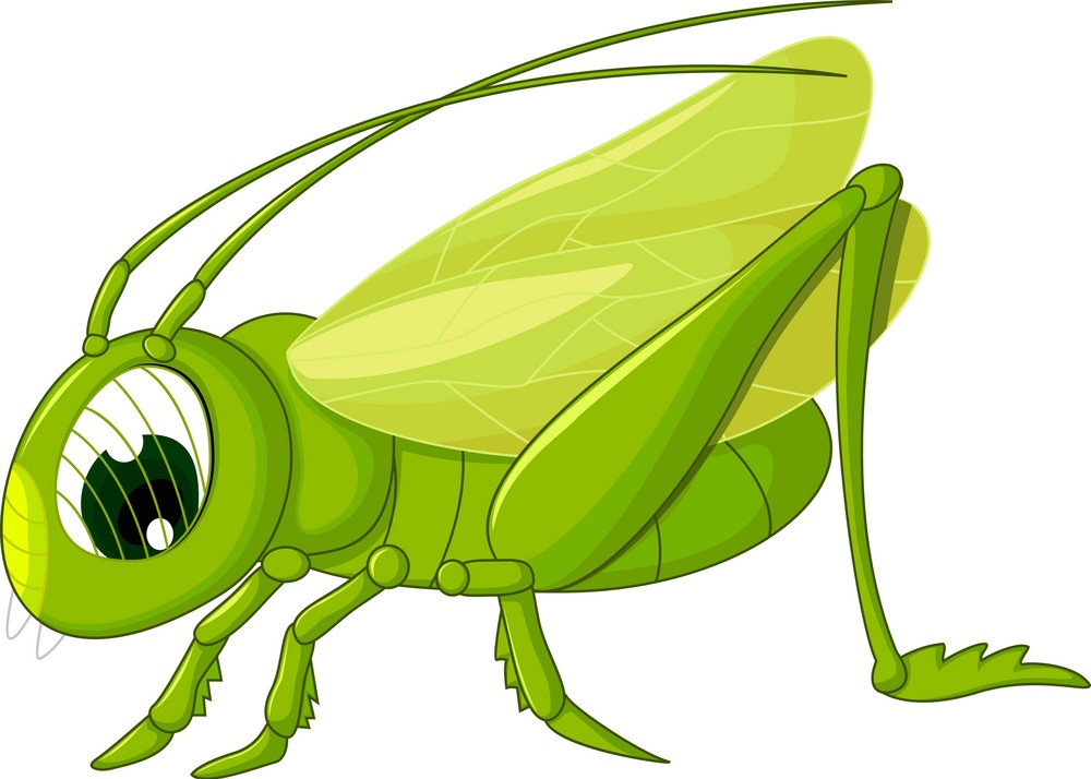 adorable grasshopper
