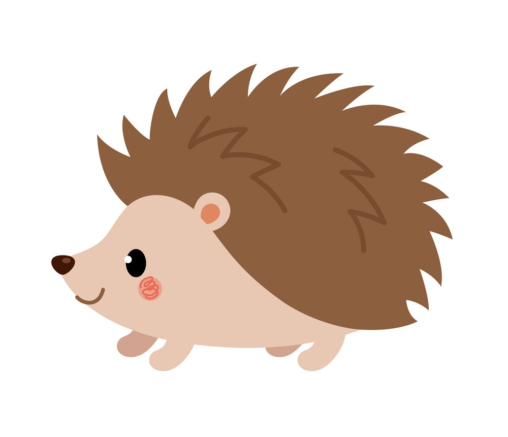 adorable hedgehog