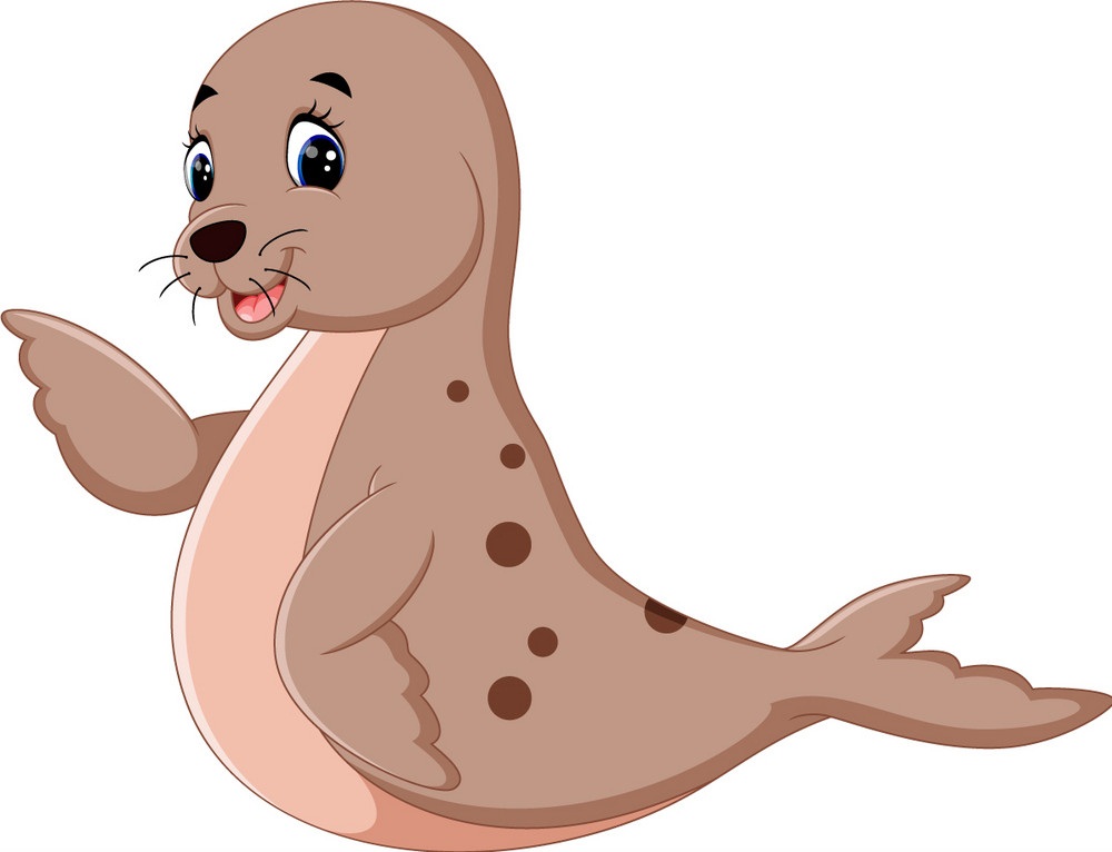 adorable seal
