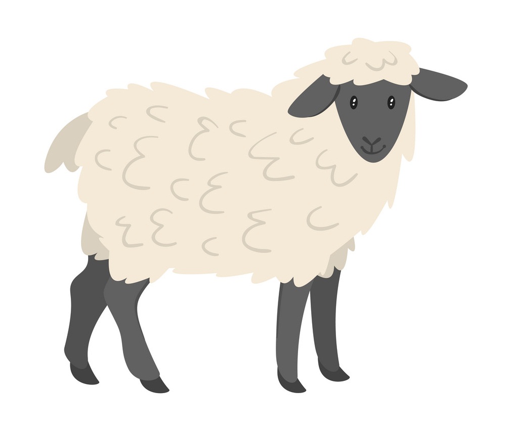 adorable sheep