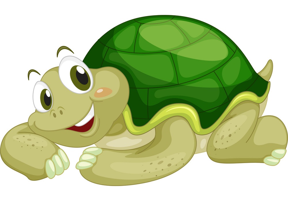 adorable turtle