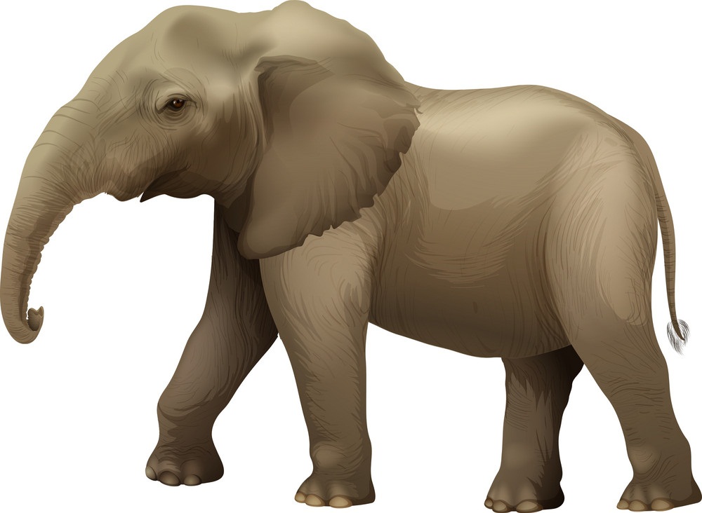 african baby elephant