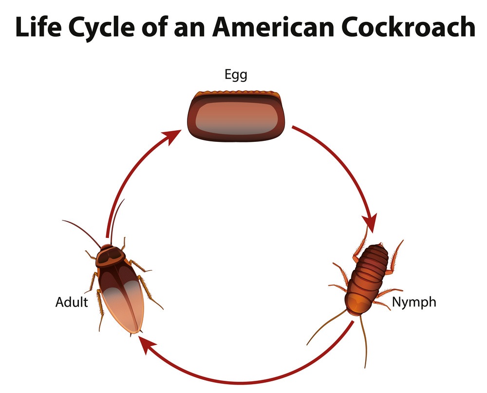 american cockroach life cycle