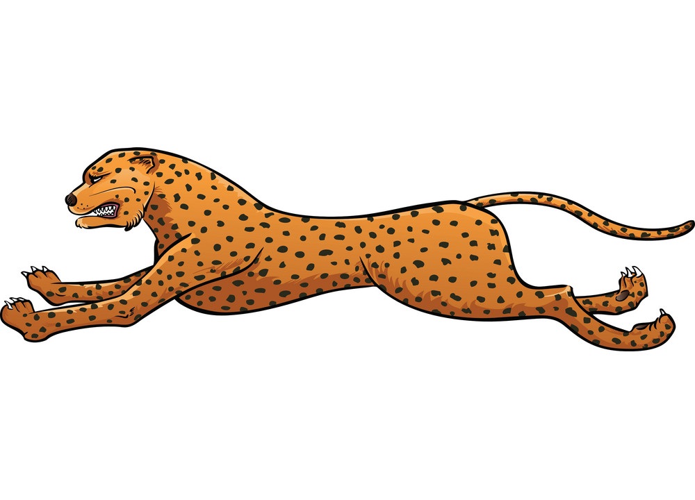 angry cheetah running