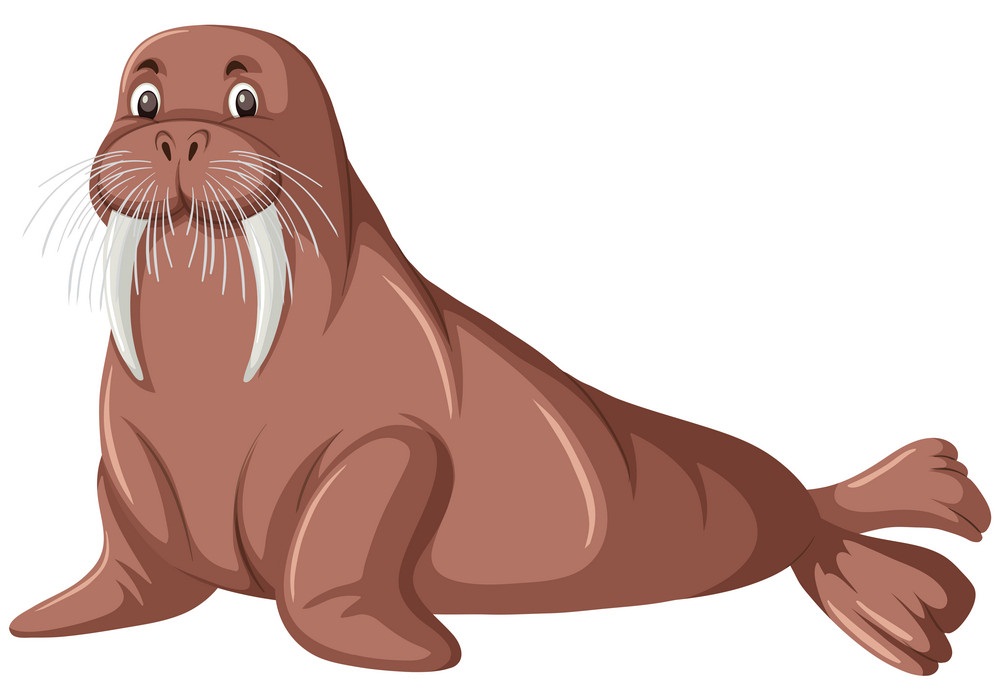 animated walrus