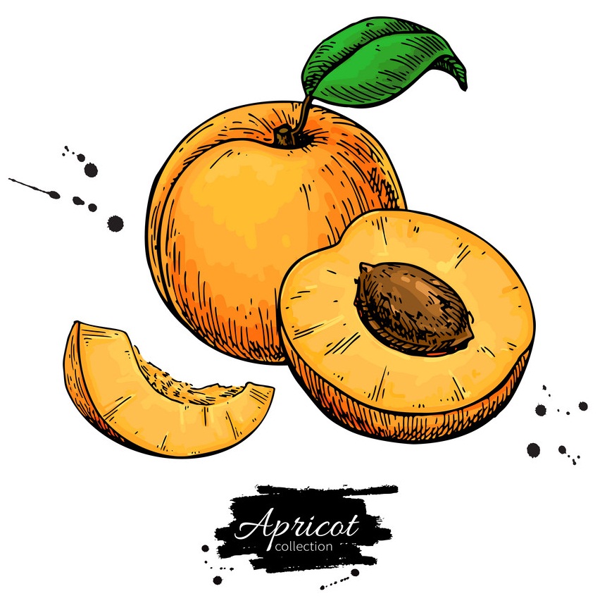 apricot drawing