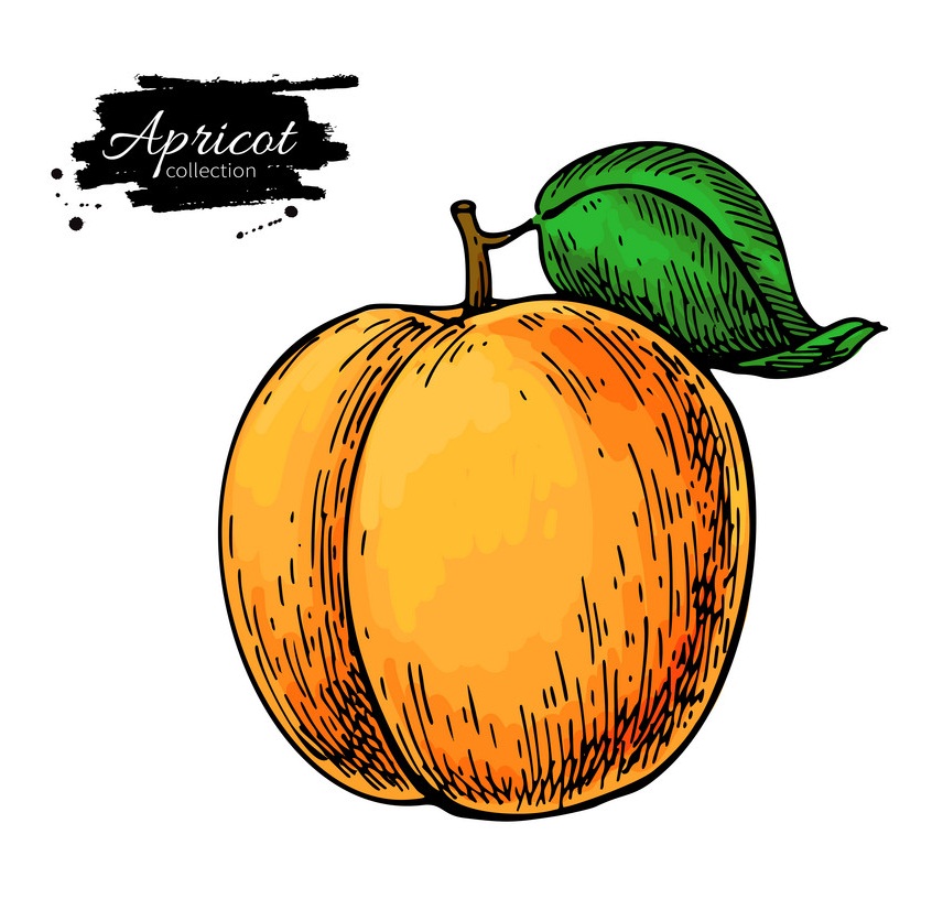 apricot hand drawn