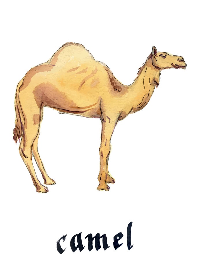 arabian dromedary camel