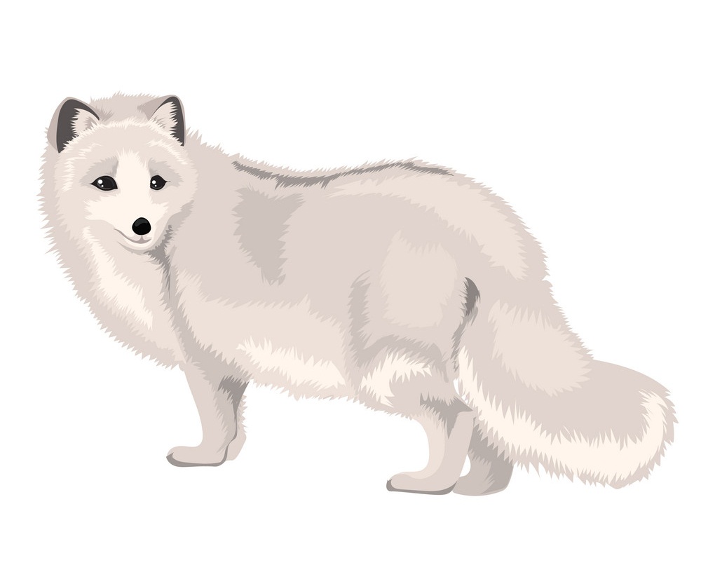 arctic fox