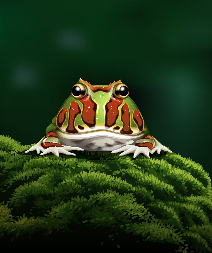 argentine frog