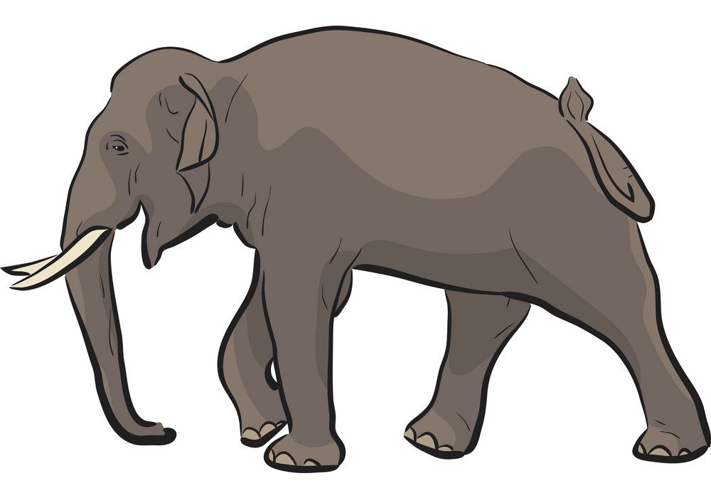asian elephant walking